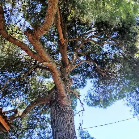 Pine Tree Garden House